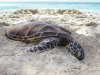 Can you see what’s unusual about this turtle on the beach?