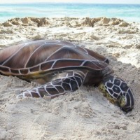 Can you see what's unusual about this turtle on the beach?