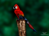 This artist transforms humans into animals using only body paint and masterful poses
